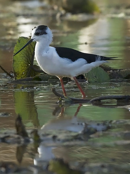 Pitkäjalka, Black-winged Stilt, Himantopus himantopus